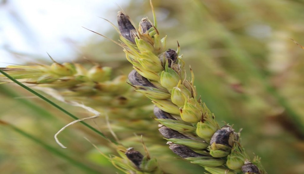 Ergot sclerotia on secondary tillers 